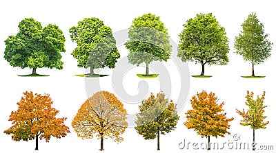 Trees isolated white background Oak maple linden birch Stock Photo