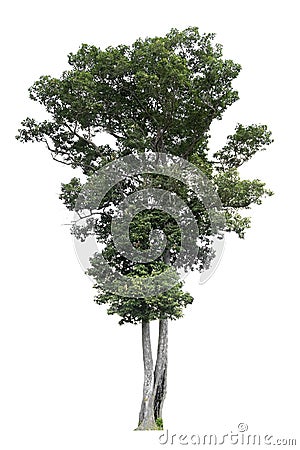 Trees isolated on white background, tropical trees isolated used for design, with clipping path Stock Photo