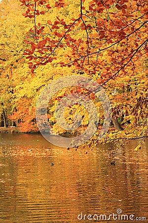 Forest and lake autumn leaves turned for season