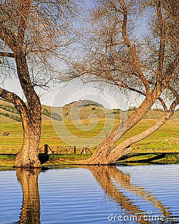 Trees and Lake, Marin County, California Stock Photo