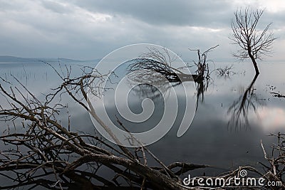 Trees on lake Stock Photo