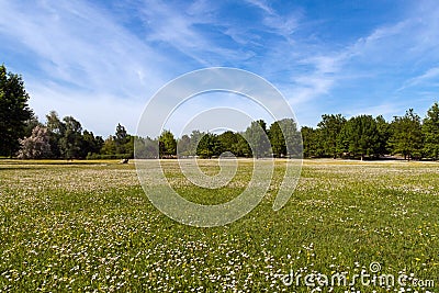 Trees and lawn Stock Photo