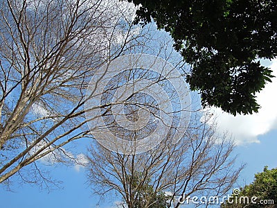 Trees like sky-weaver... fabricating..., Taiwan Stock Photo