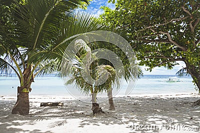 Trees lining the beachfront in Dumaluan Beach in Panglao Island, Bohol, Philippines Stock Photo