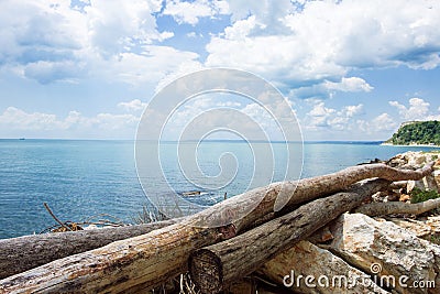 Trees Logs At Sea Stock Photo