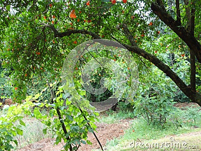 Trees with long branches - Front view Stock Photo