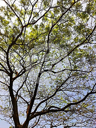 Trees with many branches and twigs with small leaves form unique and artistic patterns. Stock Photo