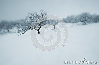 Trees on meadow in winter Stock Photo