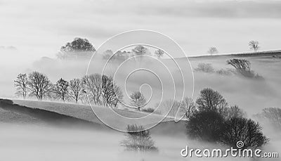 Trees in Mist in the beautiful cornish countryside Stock Photo