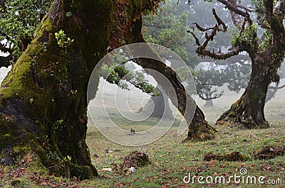 Trees among the mist in Fanal, an area of ancient laurisilva forest in the high plateau of Madeira island Stock Photo
