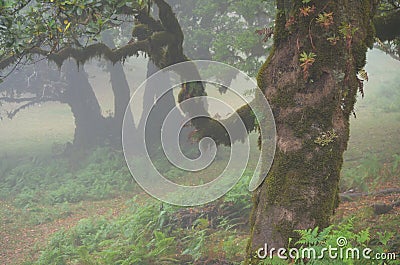Trees among the mist in Fanal, an area of ancient laurisilva forest in the high plateau of Madeira island Stock Photo