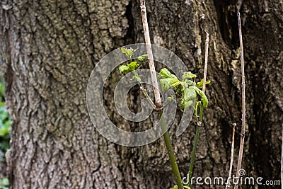 Trees Stock Photo