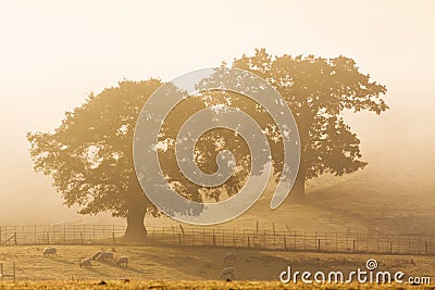 Trees in the Morning Mist, Shropshire, England Stock Photo