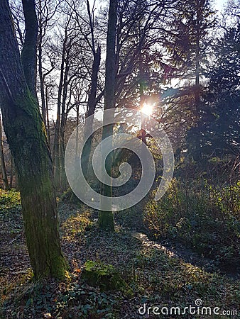 Sunshine through woodland, Aira Force, lake district Stock Photo