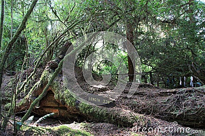Trees of Mystery Park Stock Photo