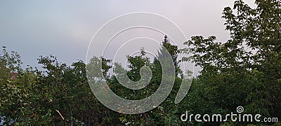 trees, nature, sky, air, freshness, morning Stock Photo