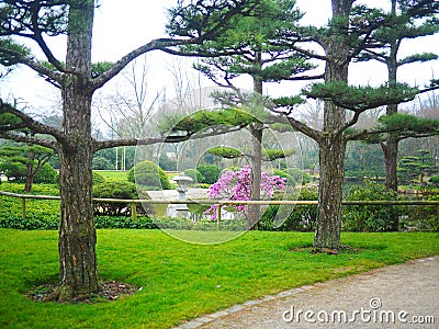 Trees next to each other on a green landscape in the park Stock Photo