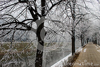 Trees next to the promenade. The trees have frost on the branches. Next to the trees and promenades is the river Miljacka. Winter Stock Photo