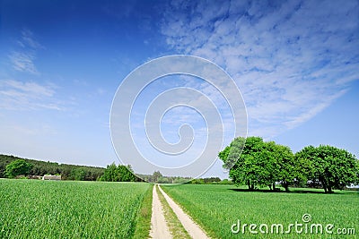 Trees next to a rural road running among green fields Stock Photo