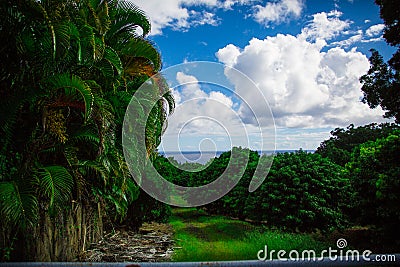Trees and Ocean in the Background, Hilo Hawaii Stock Photo