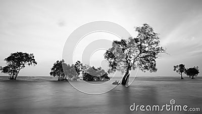 Trees and ocean in long exposure shot Stock Photo