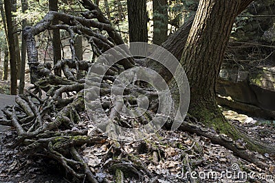 Exposed tree roots in Old Man`s Cave area Stock Photo