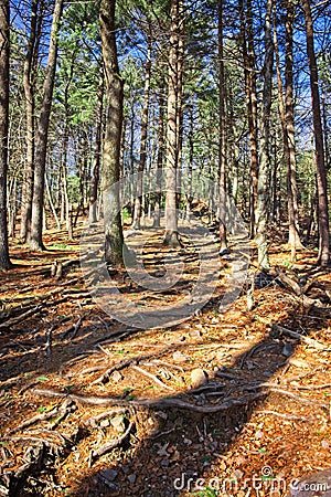 Trees of an outdoor hike through the Blue Hills Reservation Stock Photo