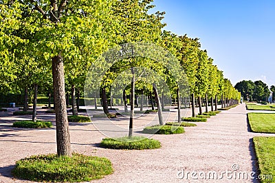 Trees in the park Stock Photo