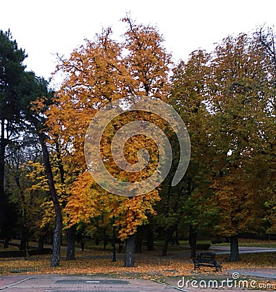 The trees of the park in autumn Stock Photo