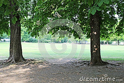 Trees in a park Stock Photo