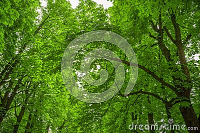 Leafy green trees Stock Photo