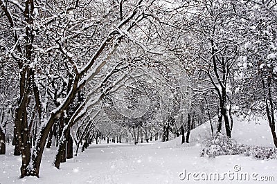 The trees in the Park in winter. It`s snowing Stock Photo