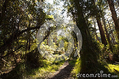 Sherbrooke Forest near Melbourne Australia Stock Photo