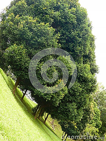 Trees planted in a row on a steep slope Stock Photo