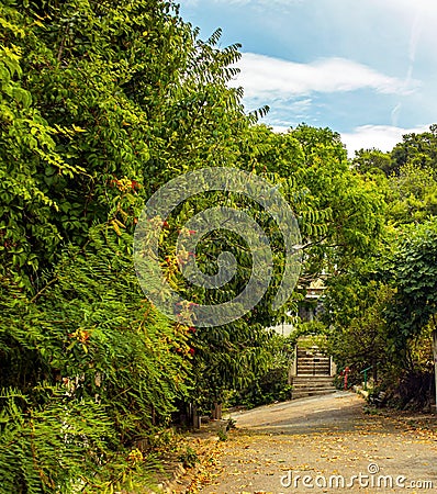 Trees and plants covered path to the forest in the summer Stock Photo