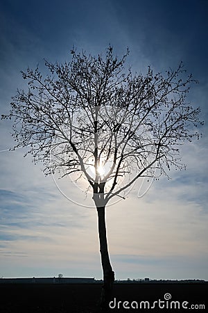 Trees plants panorama landscape pristine nature horizon sky bare branches winter beautiful feeling natural relationship Stock Photo