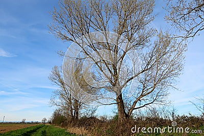 Trees plants panorama landscape pristine nature horizon sky bare branches winter beautiful feeling natural relationship Stock Photo