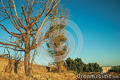 Trees and plowed ground in a farm Stock Photo