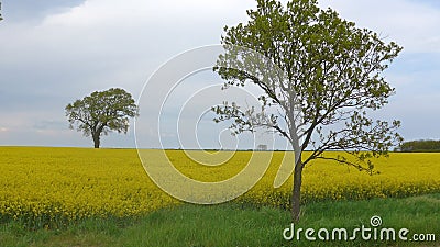 Trees in the rapeseed field Stock Photo