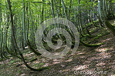 Trees of rare curved shape grow in a forest on a slope Stock Photo