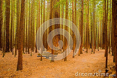 Trees in a red wood forest Stock Photo