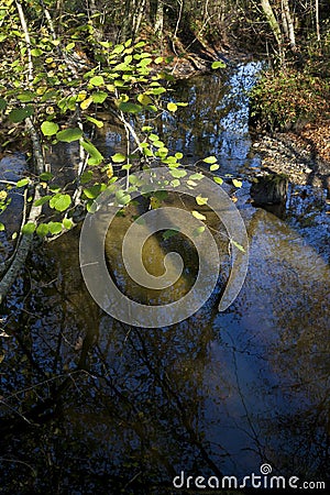Trees reflect in a river Stock Photo