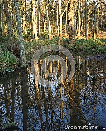 Trees reflected Stock Photo