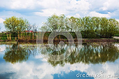 Trees reflected in water Stock Photo