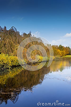 Trees reflecting in the water Stock Photo