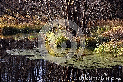 Trees reflections in a small forest pond Stock Photo