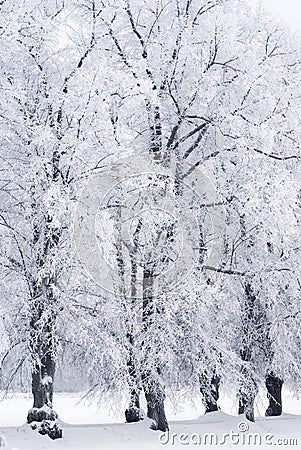 Trees in rime frost Stock Photo