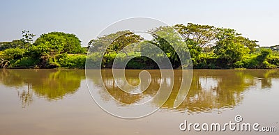 Trees and river Stock Photo