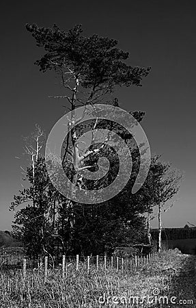 Trees, roadside, sinister, black and white. Stock Photo