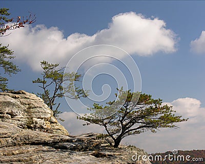 Trees on Rock Ledge Stock Photo